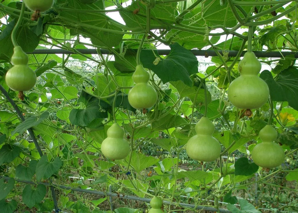 The Fascinating History of Gourds in China